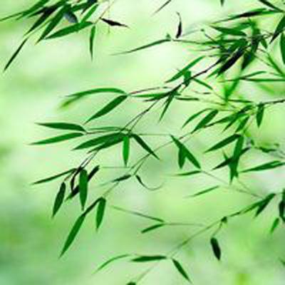 折线滑雪汉化破解版下载